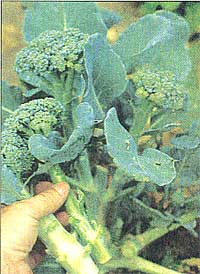A broccoli variety that has especially heavy and rewarding side shoot. This is one of three varieties in a packet called George's Blend from Burpee.